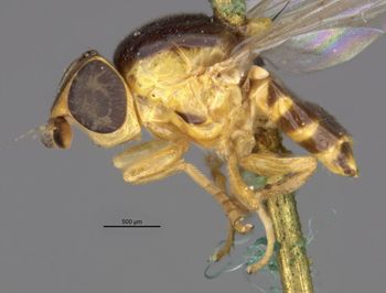 Media type: image;   Entomology 13358 Aspect: habitus lateral view